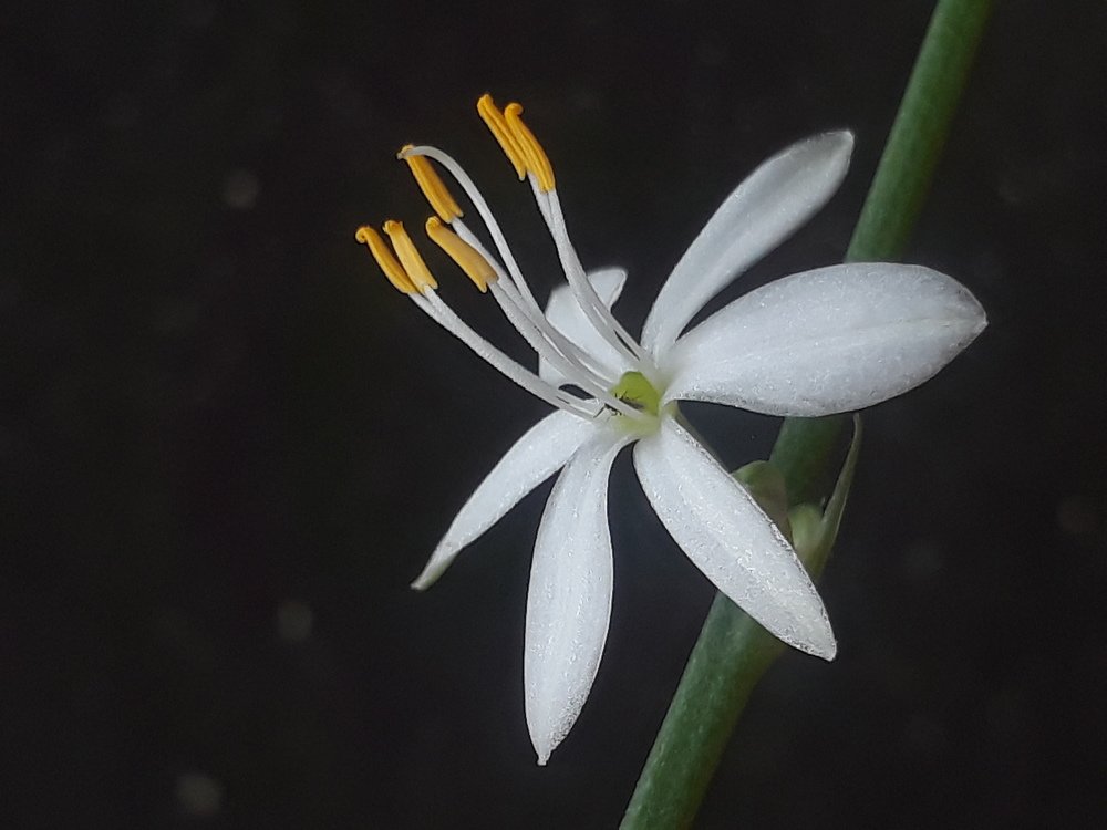 Closeup photography with mobile