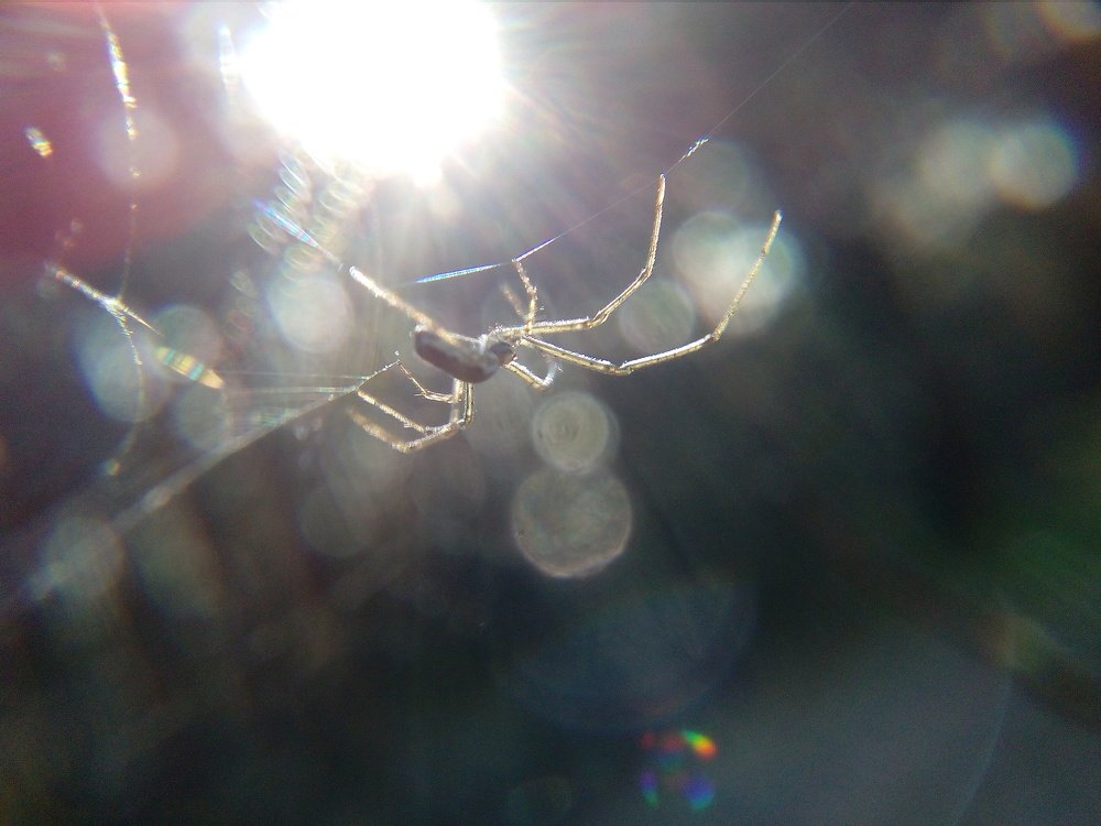 Spider