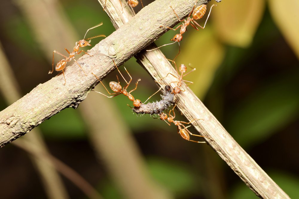Team Work