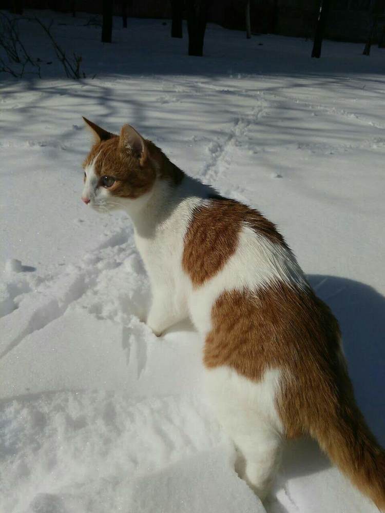 Кот -Зимой