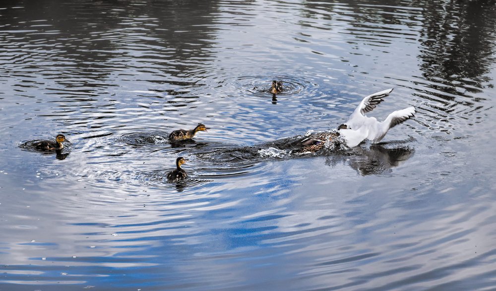 Драма на озере