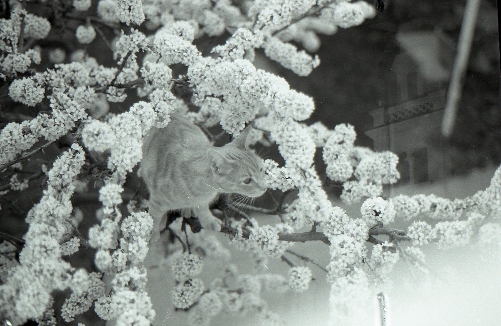 kRILIN CAMUFLADO EN LOS CEREZOS