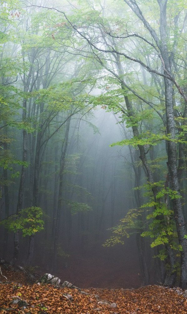 Близ Чатыр Дага