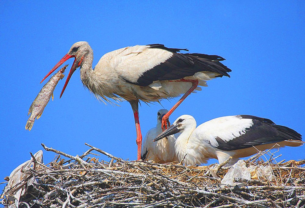 A Great bite for The Young