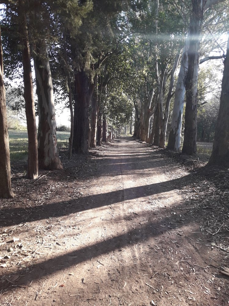 an afternoon in the woods