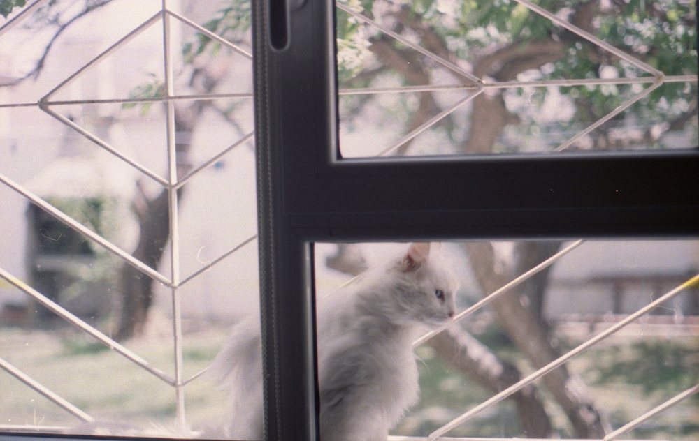 Nieve en la ventana