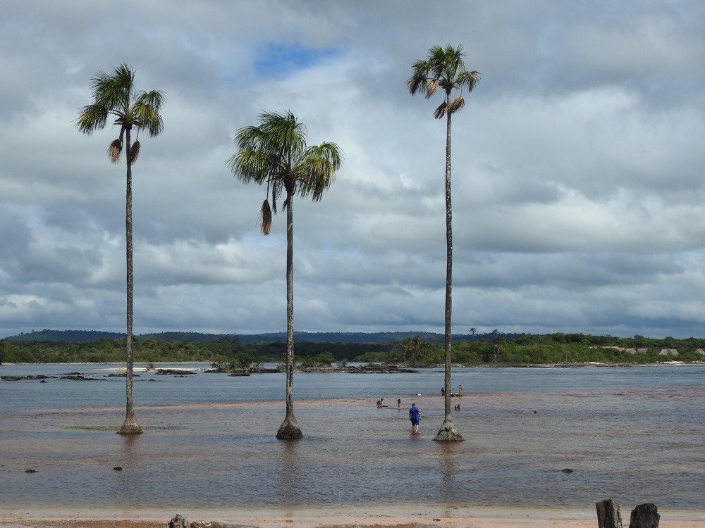 Tres palmeras emblemas de Canaima