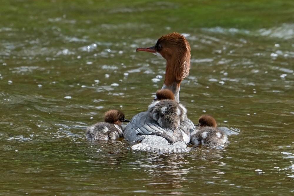 Семейство крохалей
