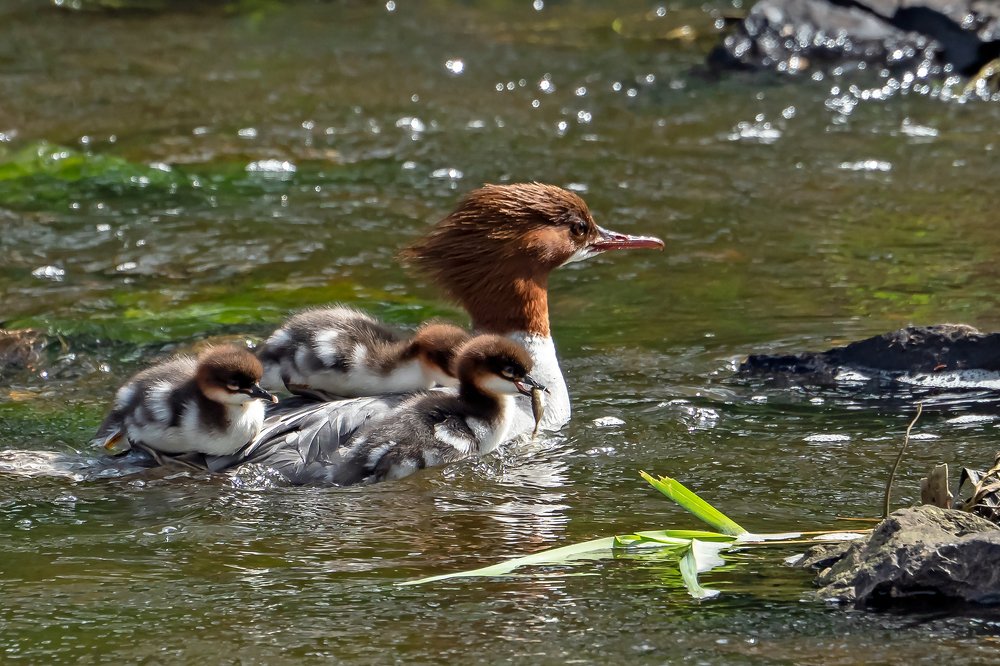 Семейство крохалей