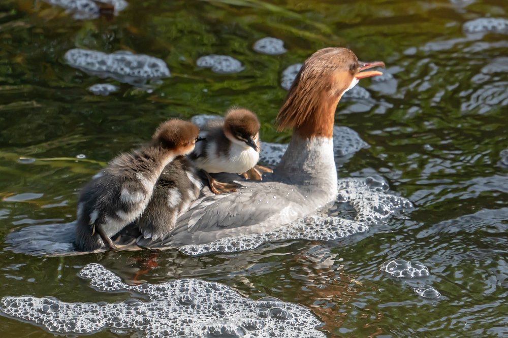 Семейство крохалей