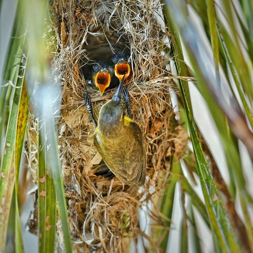 The Sunbird and Child
