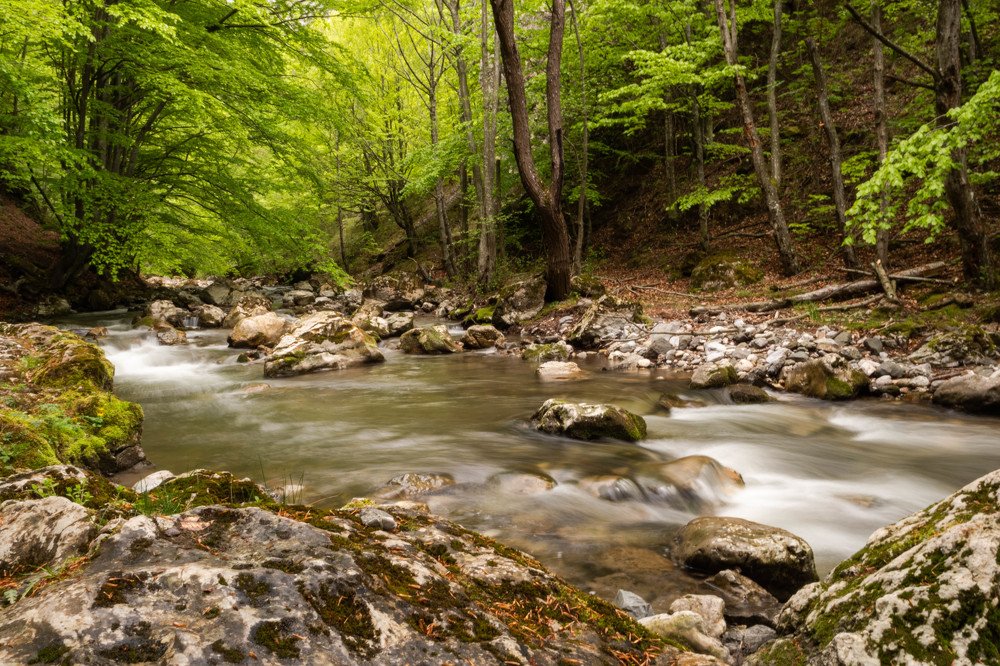 Deep into the forest