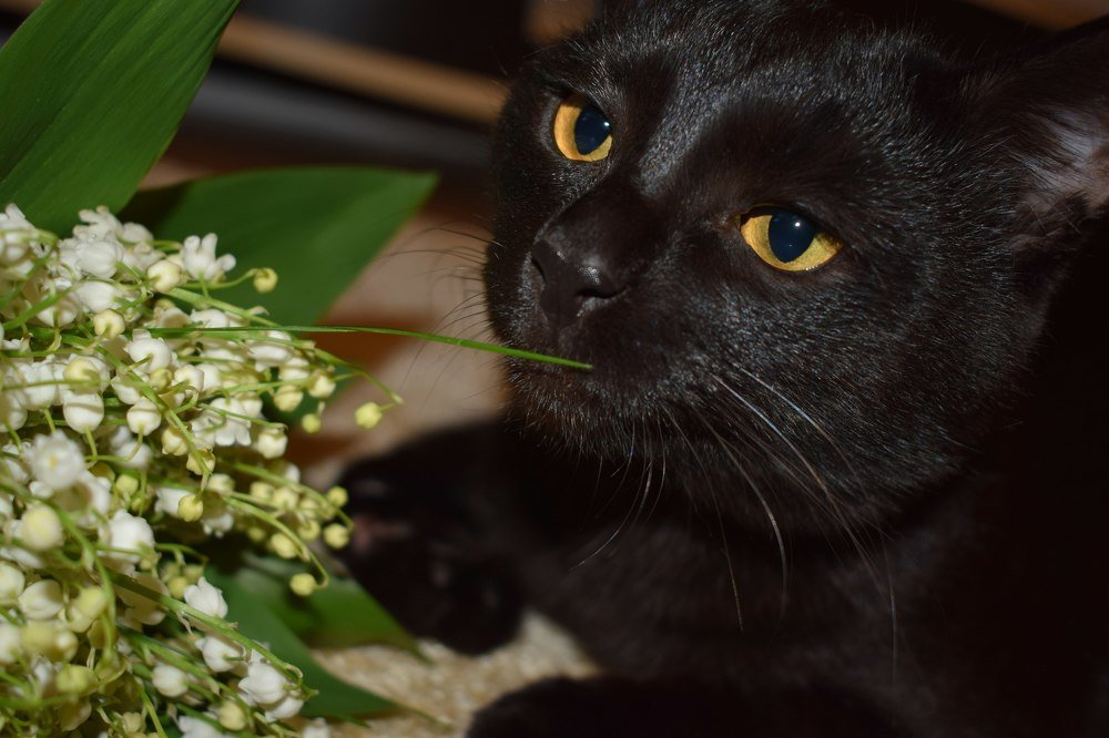 Кот и ландыши