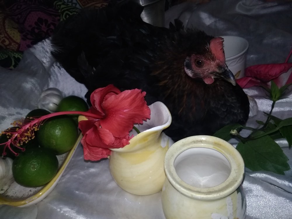 Señora gallina