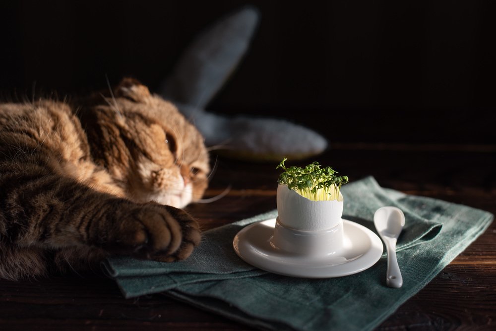 Завтрак «зайки»