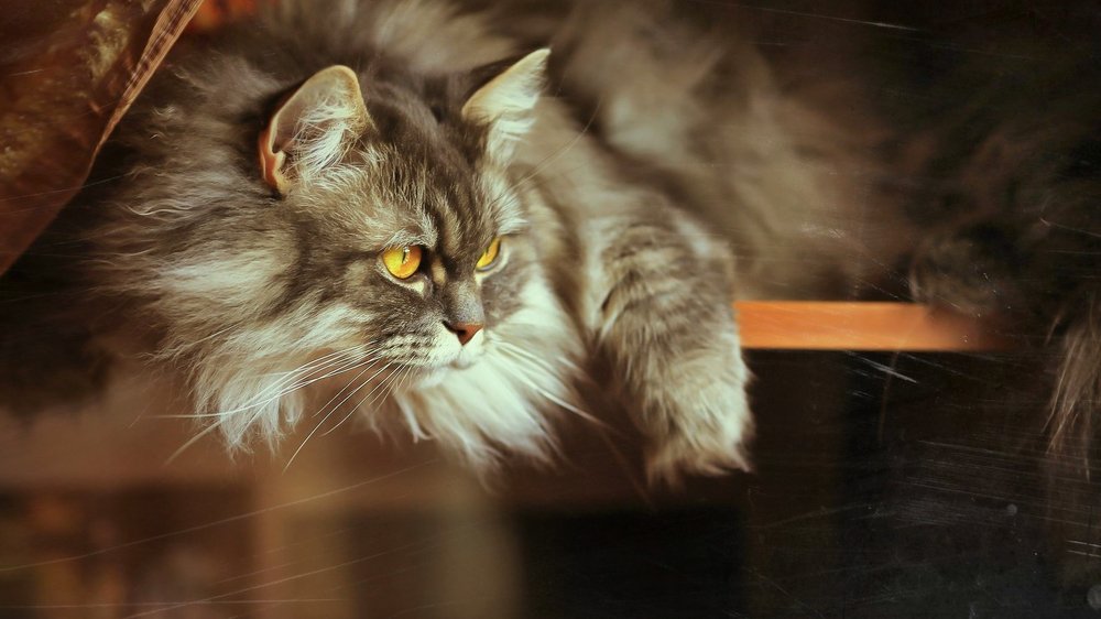 Русский лесной кот