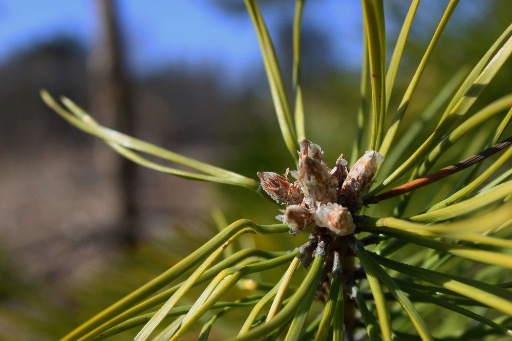 Сибирская сосна
