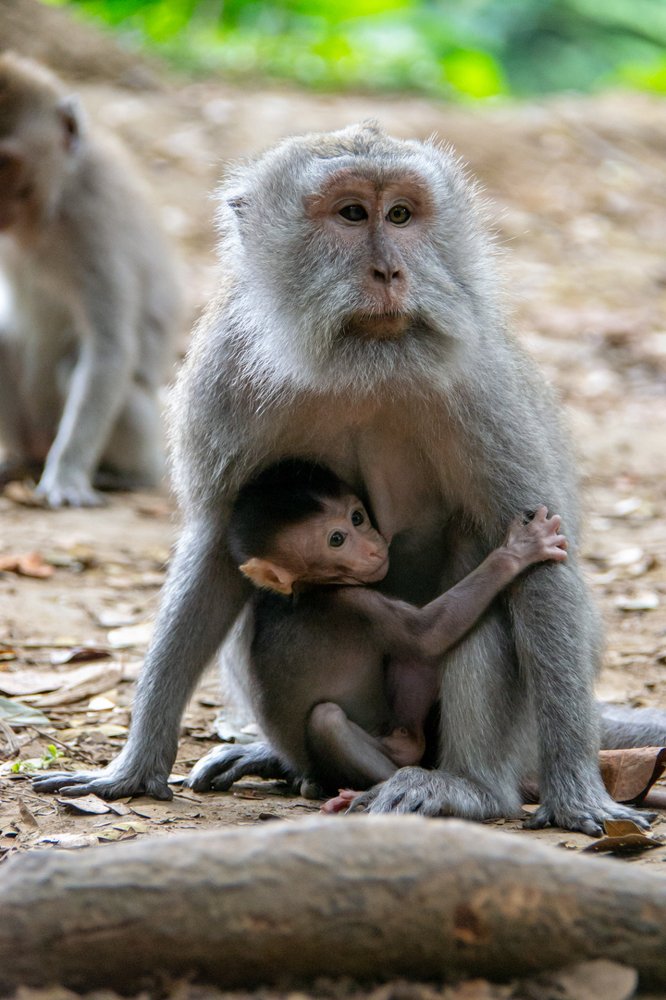 Mother macaque with the young