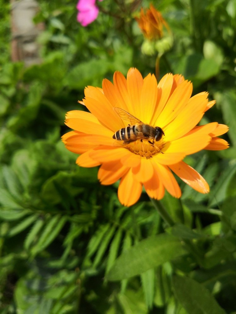 NATURE : NECTARING