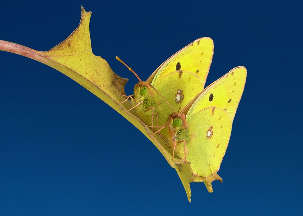 Colias sp.
