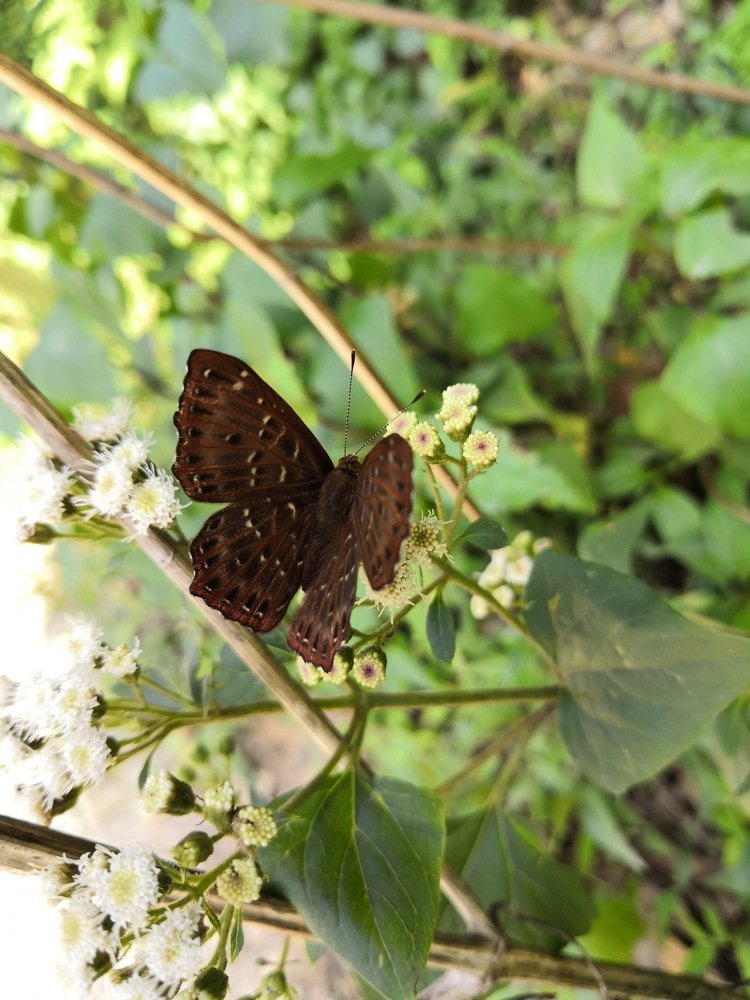 NATURE : NECTARING
