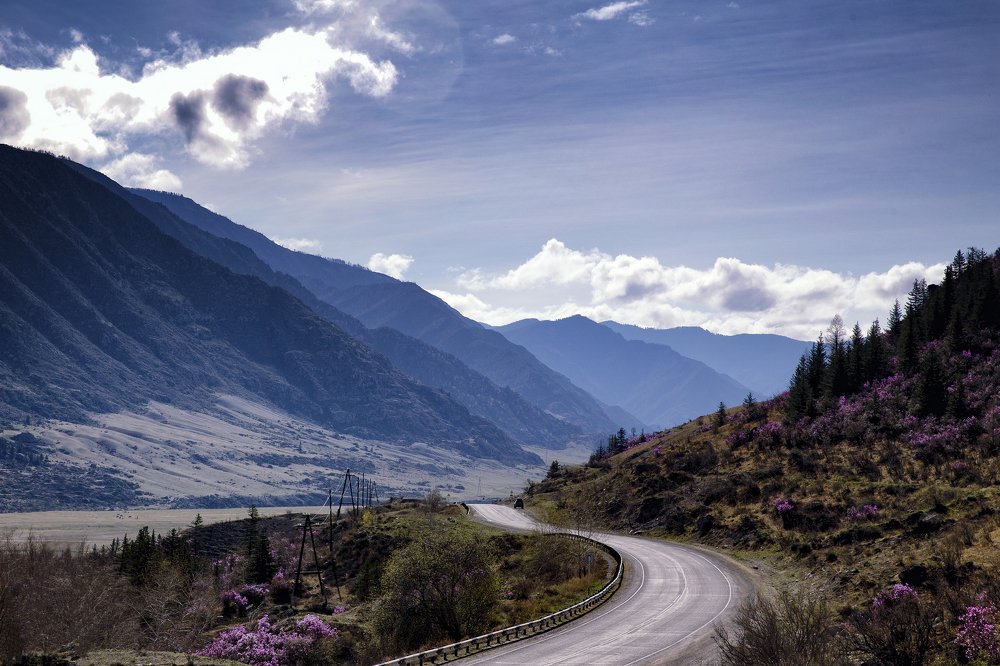 Цветение маральника