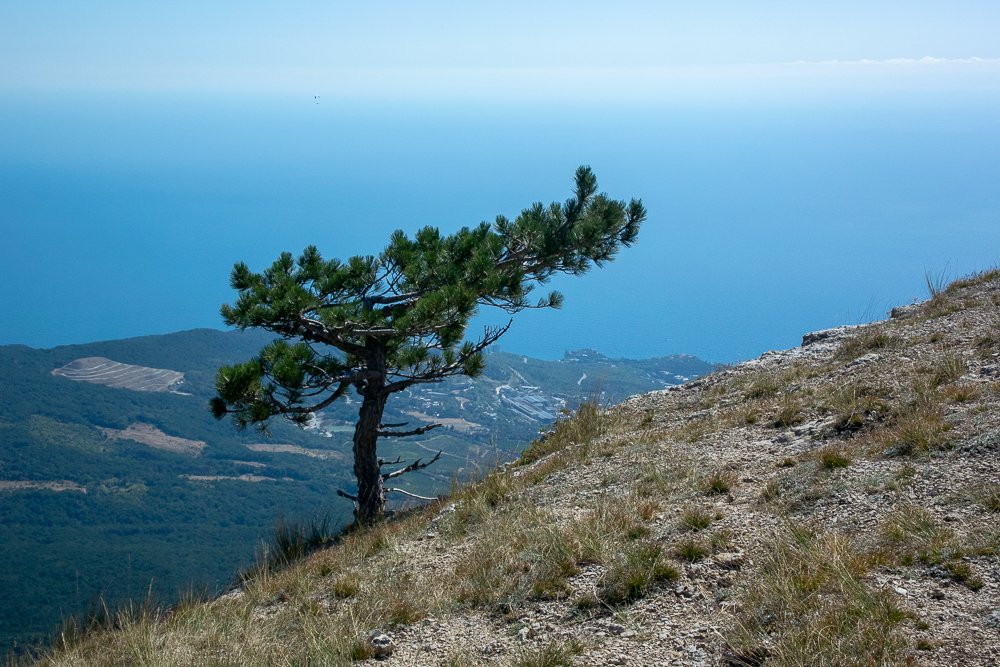 Одинокая сосна