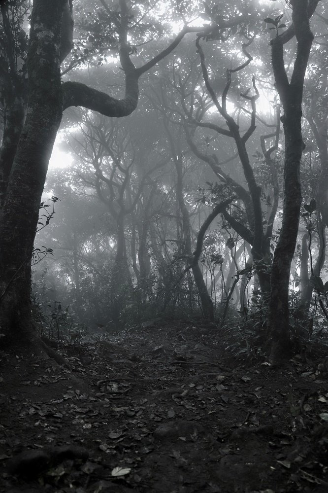 Into the wild..