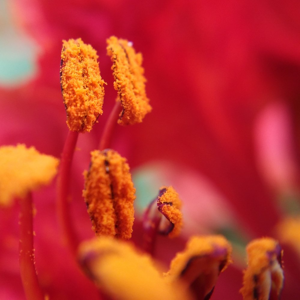 A flower within