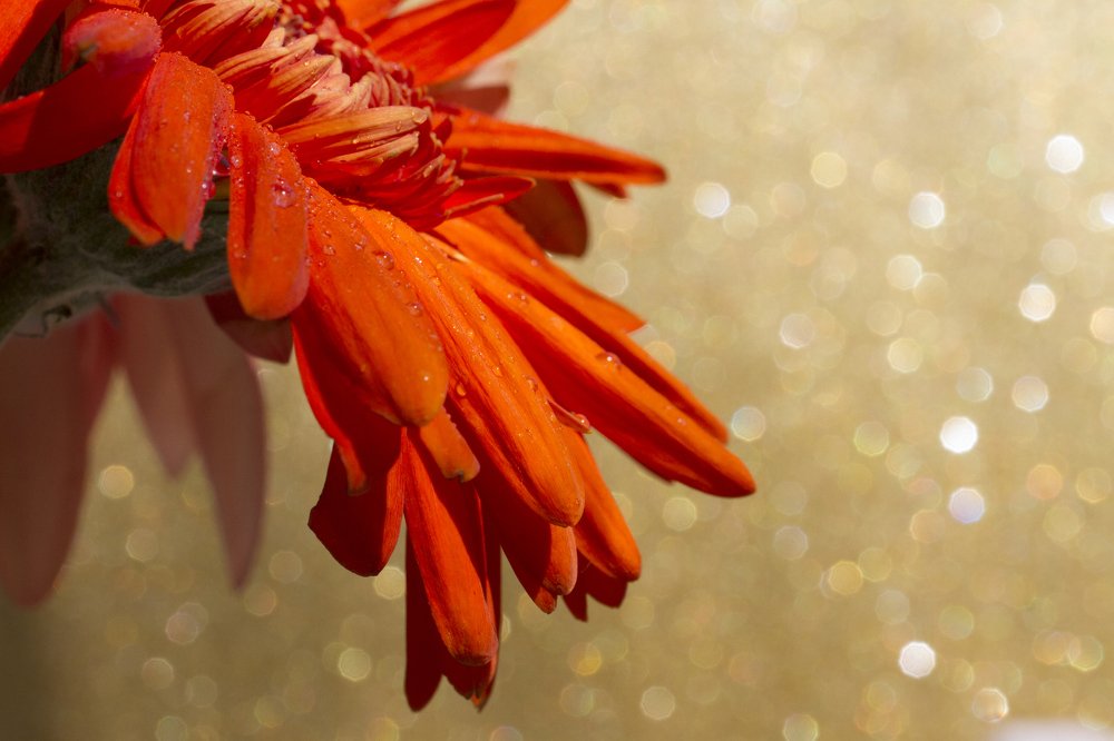 волшебная гербера