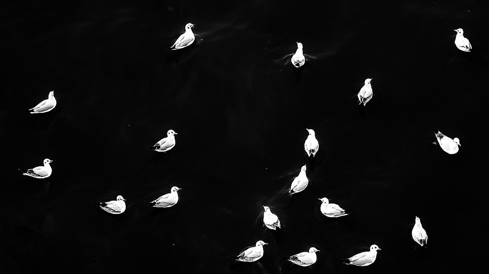 Birds