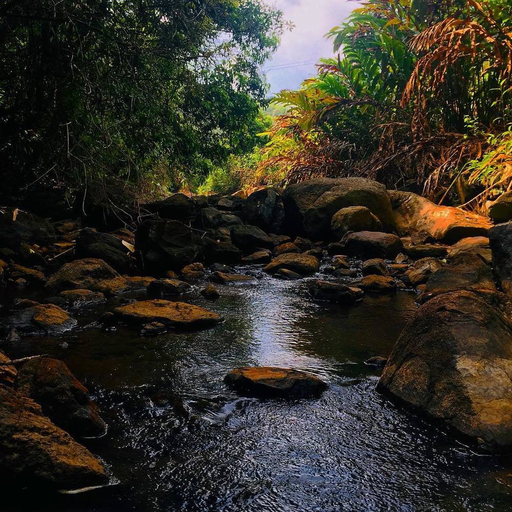 Flows through the forest!