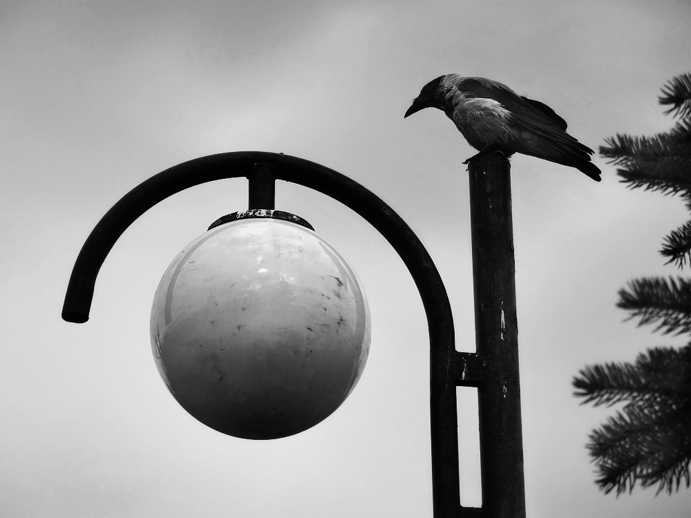 Наблюдатель