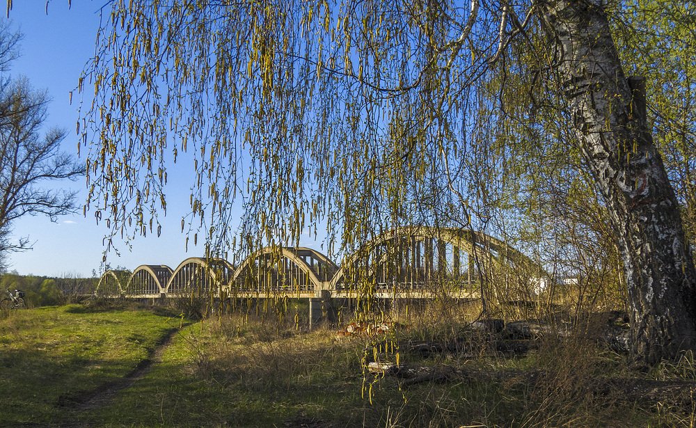 Сережковый дождь