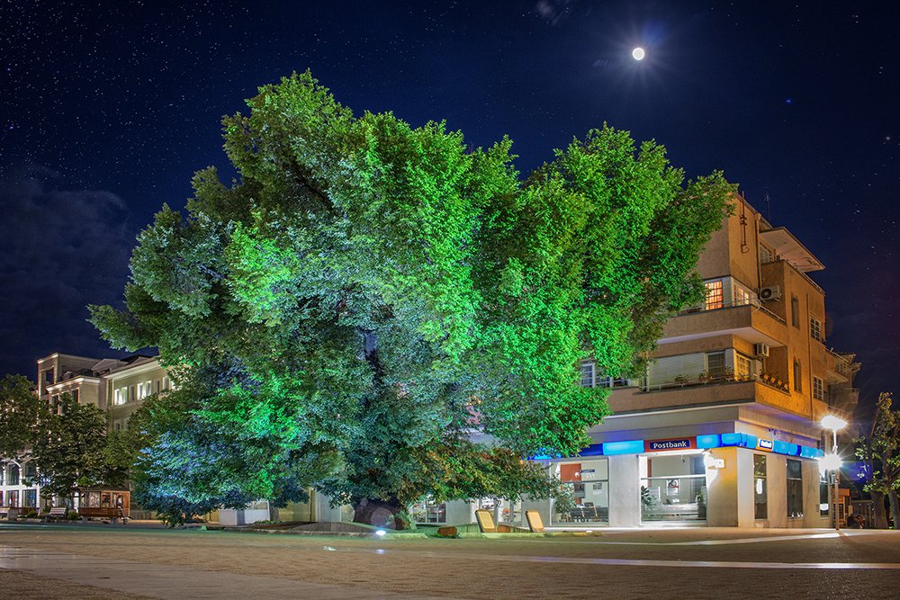 Старият бряст