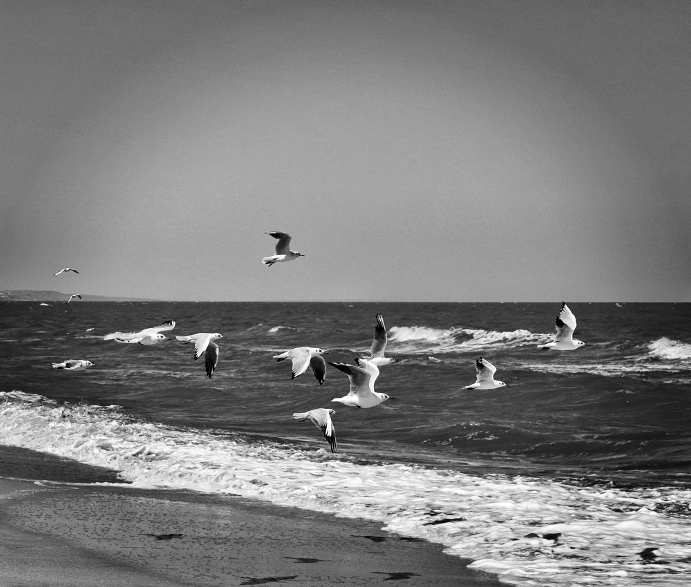 Чайки над морем