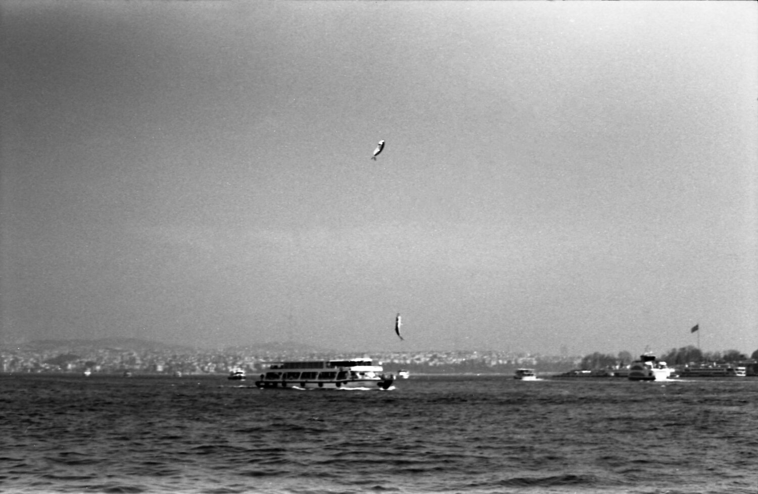 Fish of Istanbul