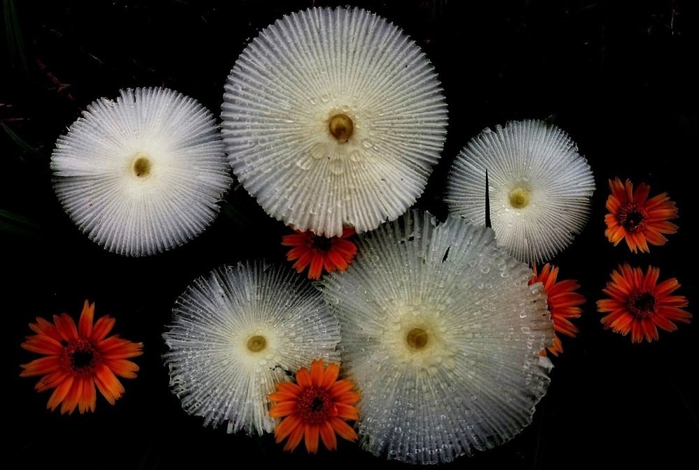 The umbrellas-and-flowers