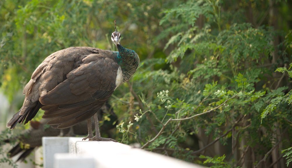 Peacock on Wall