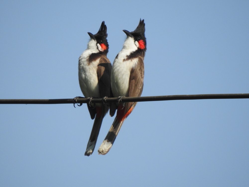 " Couple Red-whiskered Bulbul "