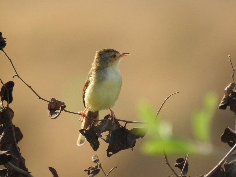 Plain prinia