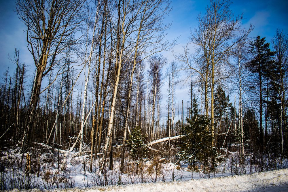 По обочинам дорог