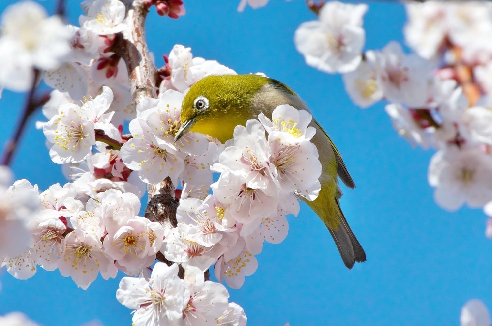 A Japanese white-eye