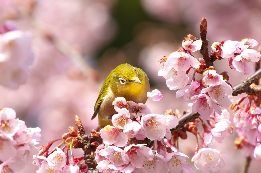 Japanese White eye (Zosterops japonicus) with cherry blossoms