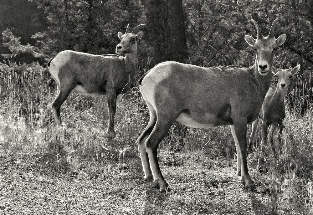 В национальном парке Йохо, Канада