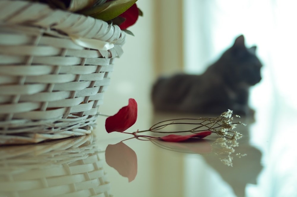 Photograph by Алёна Бушвехтерс