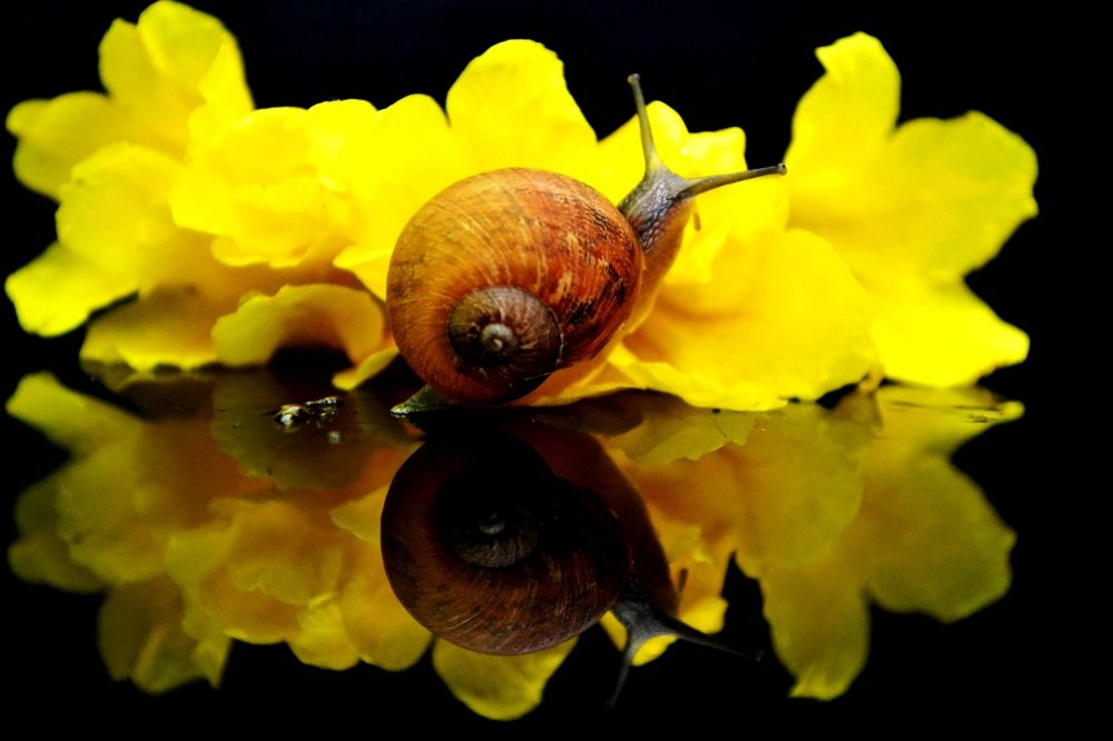 snail