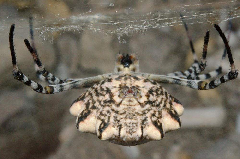 Нежданный гость на диком пляже