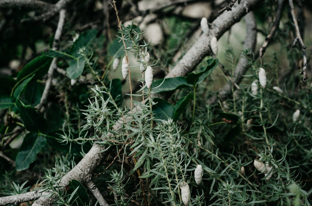 А вот и ракушки зацвели
