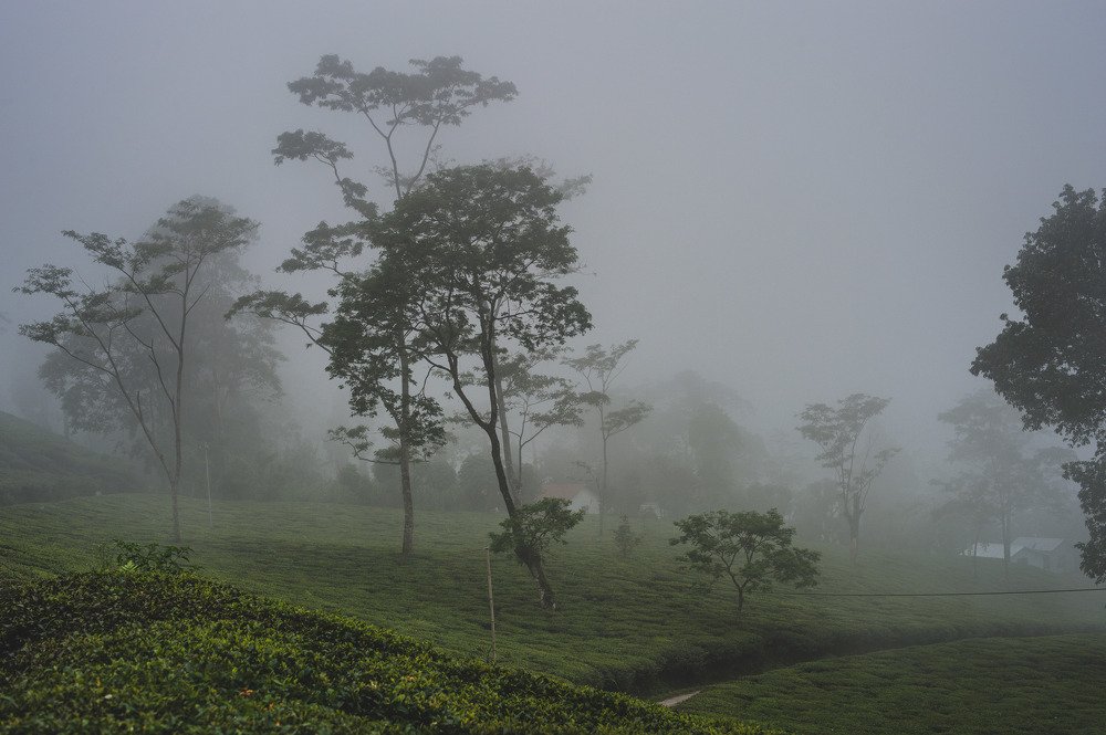 Tea Garden